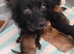 Pomchi puppies