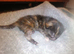 6 beaututiful kittens.