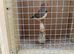 Pair of Zebra finches