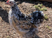 Lovely pekin girl for sale