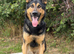 EXPERIENCED HANDLER REQUIRED