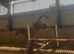 3yo aes gelding