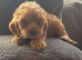 Cockapoo puppies looking for there forever homes