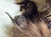 Registered pedigree Persian Female kitten