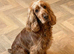 STUNNING KC Show-type cocker spaniel