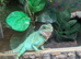 Chinese water dragon