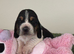 Stunning KC Registered Basset Pups