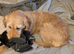 labradoodle looking for new home