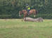 16.2hh ID super sweet uncomplicated ride