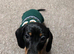 Black and brown dachshund