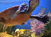 Pink Bellied side neck Turtle