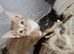 Maine coon mix Mum Mum's calico dad's a Maine coon