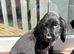 Cocker Spaniel