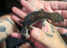2024 black night cross leopard gecko female