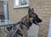 7 Month Old German Shepherd x Husky