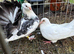 Pair off fantails