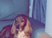 REHOME male cocker spaniel Benji
