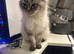 Maine coon x ragdoll kittens