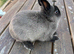 Pure netherland dwarf buck