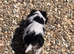 King Charles cavalier puppy