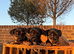 wen lock puppies
