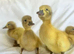 Welsh Harlequin Duck Hatching Eggs