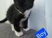 Mixed british Longhair kittens are looking for loving homes.