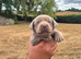 Silver Labrador for stud only
