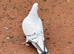 Very beautiful Sawz roshan Dove female and Racer