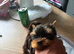 Two beautiful Yorkshire terrier puppy bitches