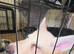 3 German Shepherd Girls Looking for Their Forever Homes