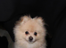 Toy Pomeranian 11months boy