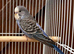 Baby budgies