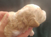 F2 Miniature Australian Labradoodle Puppies.