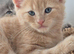 Maine coon mix