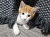 Kittens for sale