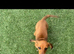 X1 girl miniature Dachshund