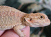 100% Het Zero baby Bearded Dragon
