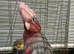 Galah cockatoo baby - Ready now - 1