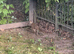 Golden Pheasant Poults