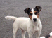 jack russell pups