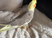 Baby cocktail