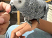 Beautiful female African grey
