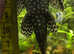 Bristlenose pleco Ancistrus catfish(1m+ 1fem )