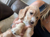 Last golden working cocker spaniels left ready Friday