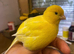 Canaries for sale