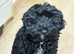 F1b toy cockapoo female