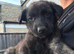 Dutch X German Shepherd puppies