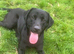 3 year old black  lab bitch