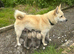 Stunning puppies show or pet